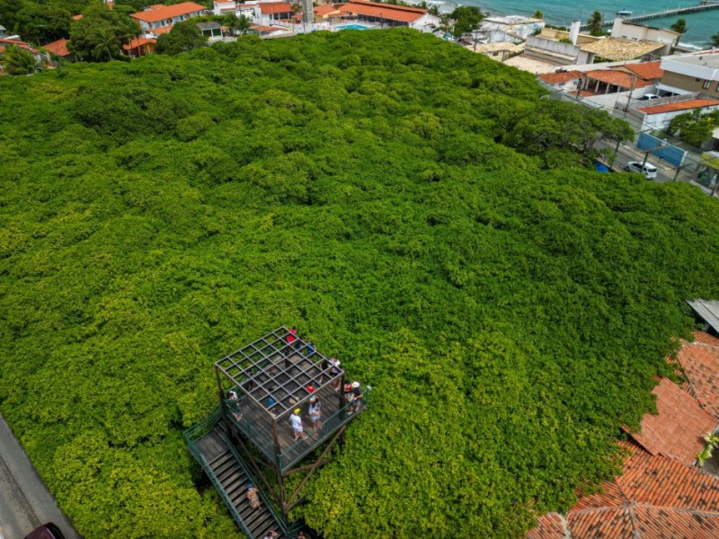 Tour Litoral Sul Com Visitas Ao Maior Cajueiro do Mundo e à Praia de Camurupim – Saindo de Natal Foto